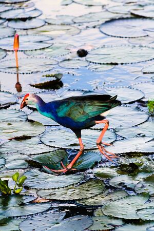 The beautiful sea bird in the fresh water lake.の写真素材