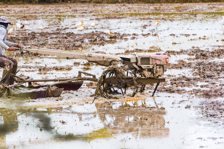 The farmer is plowed with a tractor in his farm and the birds are eating fish around.の写真素材