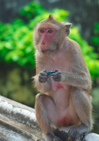monkey thailandの写真素材