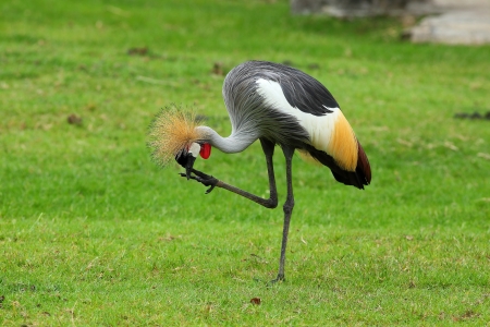 Grey Crowned Craneの写真素材