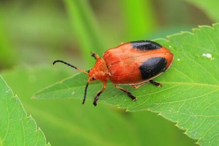 Beetle