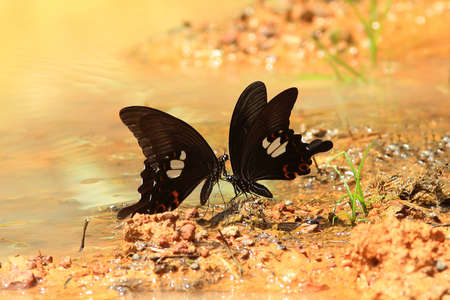 Couple butterflyの写真素材