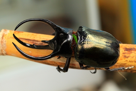 rhino beetleの写真素材