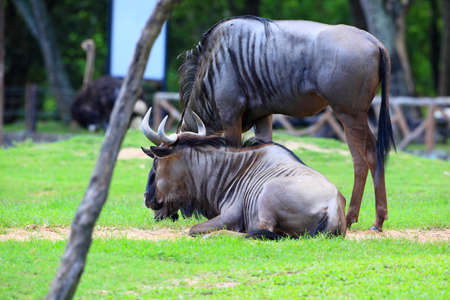 bisonの写真素材