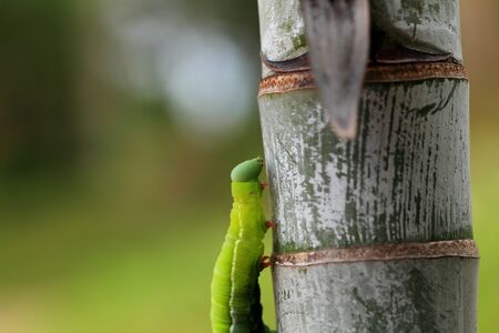 Caterpillarの写真素材