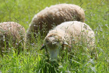 A flock of sheep grazes on a green fieldの写真素材