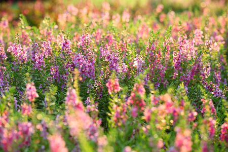 Garden balsamの素材