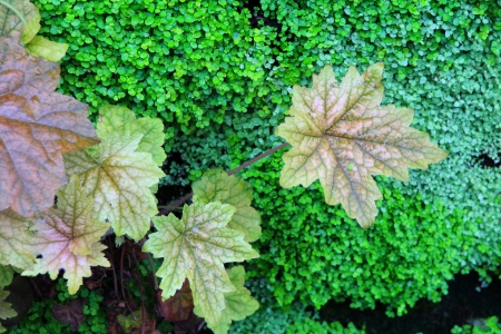 Green leaves wall backgroundの写真素材