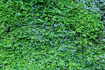Green leaves wall backgroundの写真素材