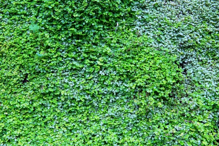 Green leaves wall backgroundの写真素材