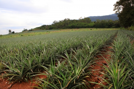 pineapple fruit field, Chonburi Thailandの写真素材
