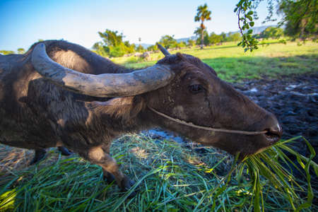 Asian water buffalo in the field at Thailand,の写真素材