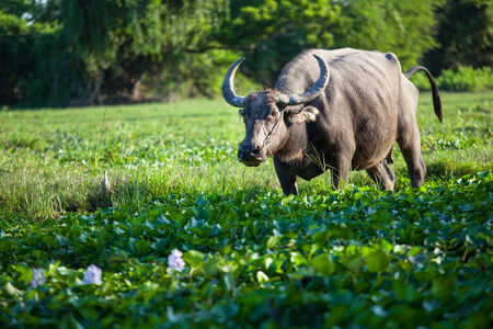 Asian water buffalo in the field at Thailand,