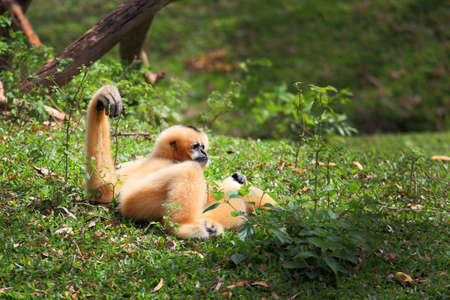 White Cheeked Gibbon or Lar Gibbonの写真素材