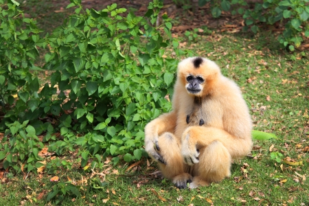 White Cheeked Gibbon or Lar Gibbonの写真素材