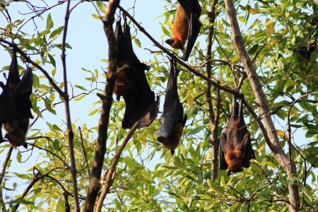 Hanging Lyleの写真素材