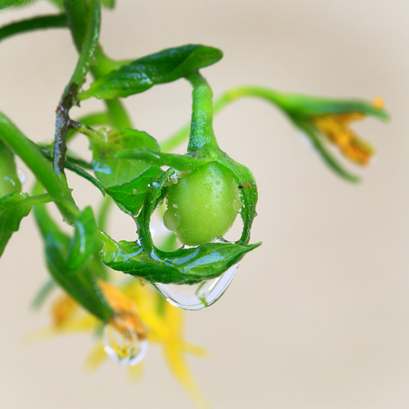 tomato flowers on the stemの写真素材