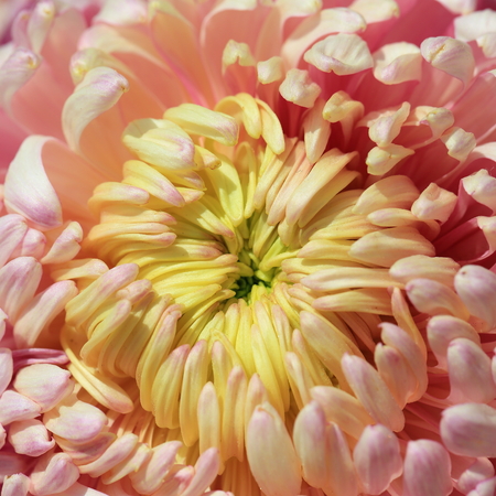 beautiful autumn chrysanthemum in garden の写真素材