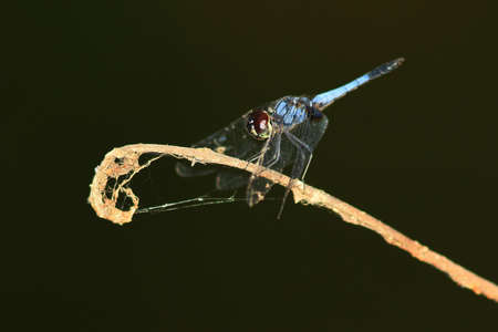 Dragonfly with big eyes balanced on the tip of a brancの写真素材