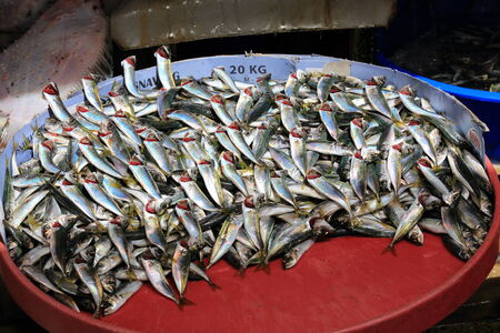 Fresh fish and seafood in marketの写真素材