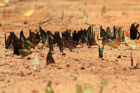 Beautiful butterfly in nature. Pang Sida national park. Sa Kaeo Province, Thailand.の写真素材