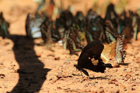 Beautiful butterfly in nature. Pang Sida national park. Sa Kaeo Province, Thailand.の写真素材