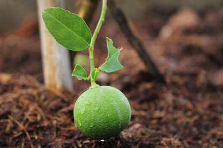 Green lemon on lemon treeの写真素材