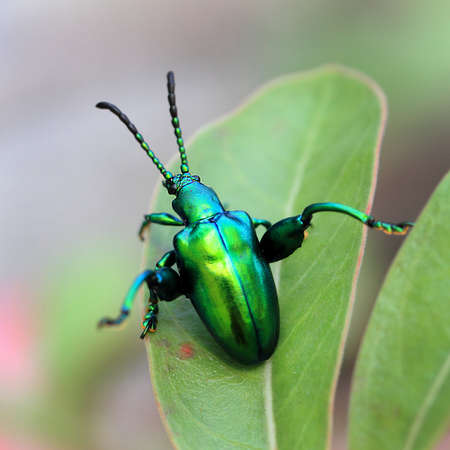 Green hsu qingsong climb on the grass, a kind of insectの写真素材