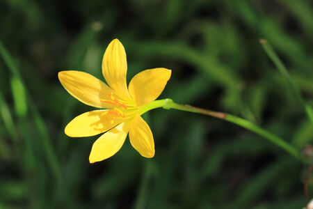 Rain lilly yellow flower in the rainy season of Thailandの写真素材