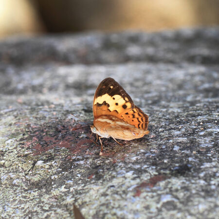 The yellow beautiful butterfly, thailandの写真素材