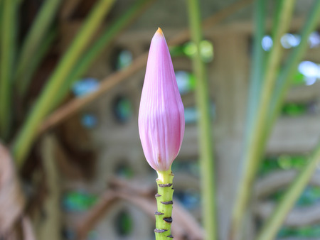 Banana Blossom Purple Colorの写真素材