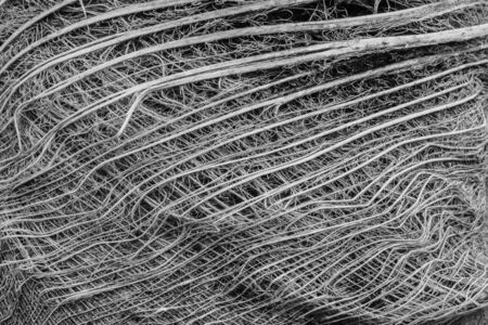 Tree Filament Grey Backgroundの写真素材