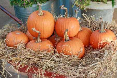 Pumpkin on the straw