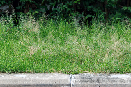 Concrete walkway in the park with little green grassの写真素材