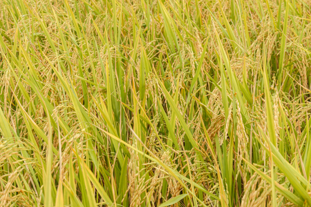 Rice field paddy of good harvestの写真素材
