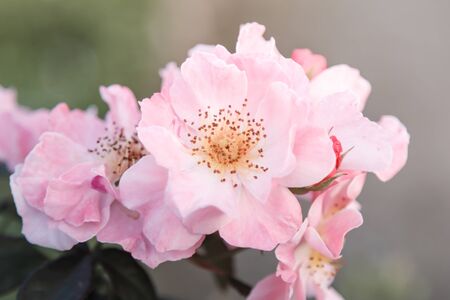 Sweet pink roses flower blooming in soft and blur, love and romantic concept background.の写真素材