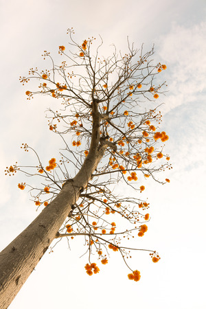 Yellow Cotton Treeの写真素材