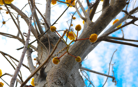 Yellow Cotton Treeの写真素材