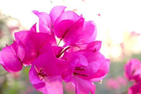 pink paper flower on sunset skyの写真素材