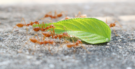 ants carrying leaf on concrete floorの写真素材