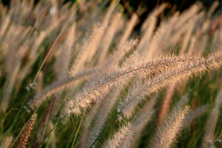 grass flower by the side of the road