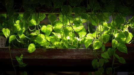 A mesmerizing display of vibrant green leaves illuminated by soft sunlight, showcasing the beauty of pothos plants in an indoor setting, perfect for decor and nature enthusiasts.の素材