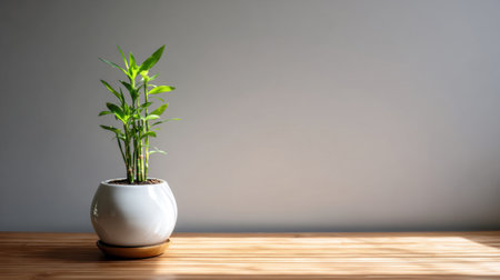 A charming bamboo plant in a sleek ceramic pot enhances the ambiance of any indoor space, perfect for adding a natural touch to modern decor.の素材