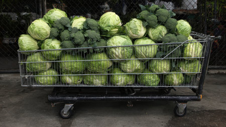 A shopping cart filled with fresh cabbage and broccoli, emphasizing healthy eating choices and the benefits of incorporating vegetables into everyday meals.の素材