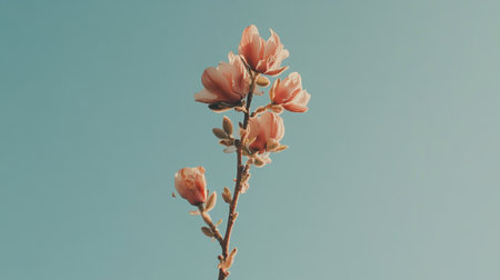 Stunning image of delicate pink magnolia blossoms reaching for a bright sky, symbolizing the beauty of nature and springtime, ideal for floral and gardening visuals.の素材