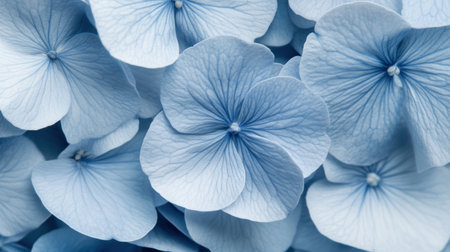 Beautiful close-up image of blue hydrangea petals highlighting their delicate textures and intricate details, ideal for floral design and nature-themed projects.の素材