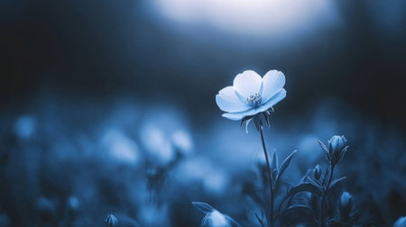 An elegant blue flower stands alone amid a soft-focus background, creating a calming atmosphere that embodies the essence of nature's beauty and tranquility.の素材