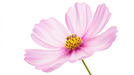 A stunning closeup of a soft pink flower petal featuring vibrant yellow stamen, perfect for nature-themed projects and floral designs. Bright and delicate aesthetic.の素材