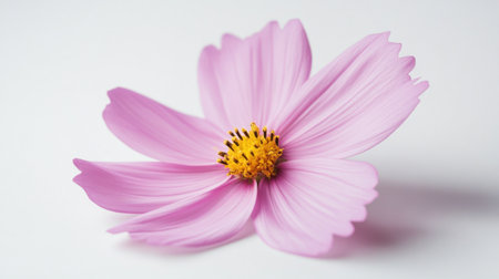 A stunning pink flower with intricate petals and a bright yellow center, perfectly isolated on a white background, ideal for use in nature-themed designs or floral illustrations.の素材
