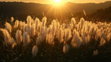 The stunning golden sunset casts beautiful rays of light over a field of pampas grass, creating a serene and peaceful atmosphere ideal for nature lovers and photographers.の素材